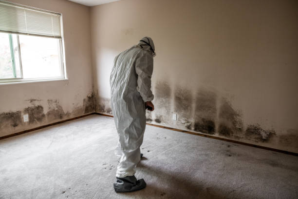 Best Comprehensive Air Testing for Mold Contaminants  in Larksville, PA