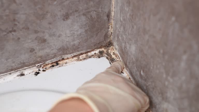 Best Attic Mold Removal  in Larksville, PA